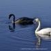 View the image: Swan mother and child