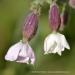 View the image: Waiting for pollination