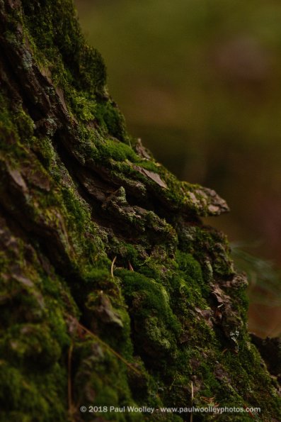 Lichen the moss