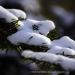 View the image: Snowed in evergreen