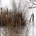 View the image: Winterized cattails