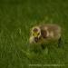 View the image: Grass stalker