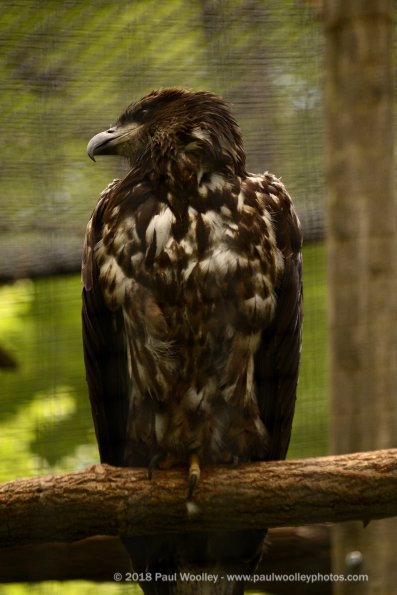 Bald eagle looking