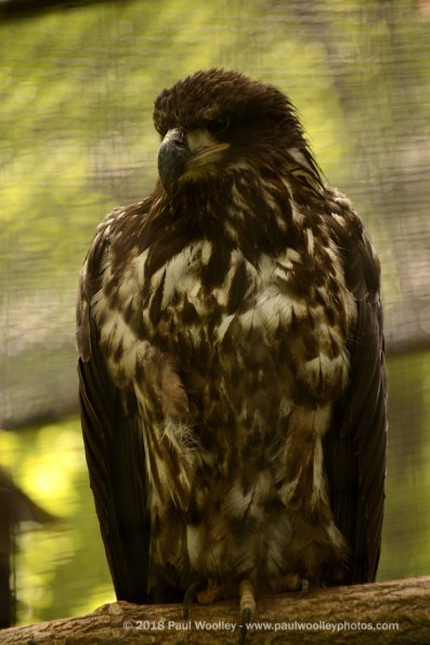 Bald eagle sits