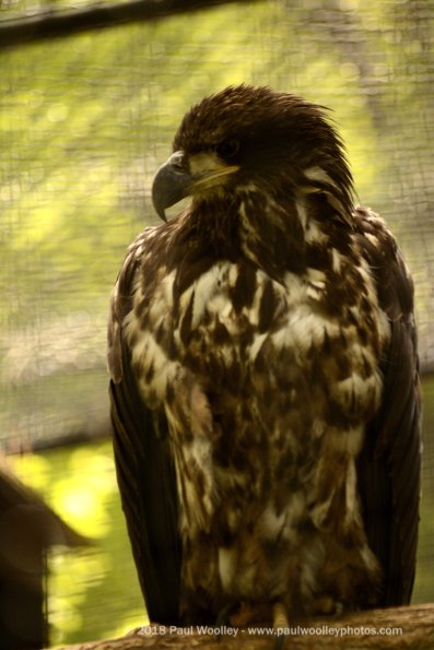 Bald eagle sitting