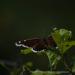 View the image: Butterfly hiding