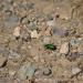 View the image: Emerald beetle