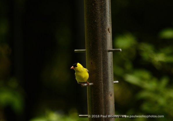 Goldfinch looking about