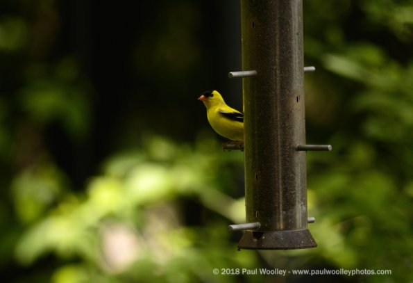 Goldfinch on the feeder