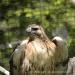 View the image: Hawk relaxing