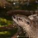 View the image: Otter heard you