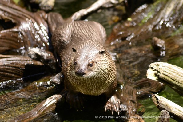 Otter plays