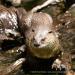 View the image: Otter plays