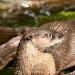 View the image: Otter playtime