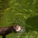View the image: Otter swimming around