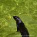 View the image: Otter swimming