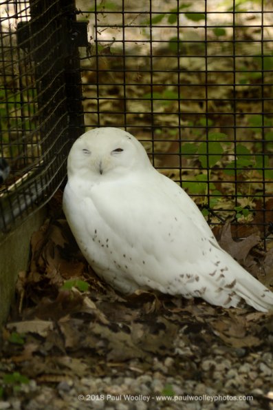 Snow owl resting