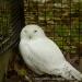 View the image: Snow owl resting