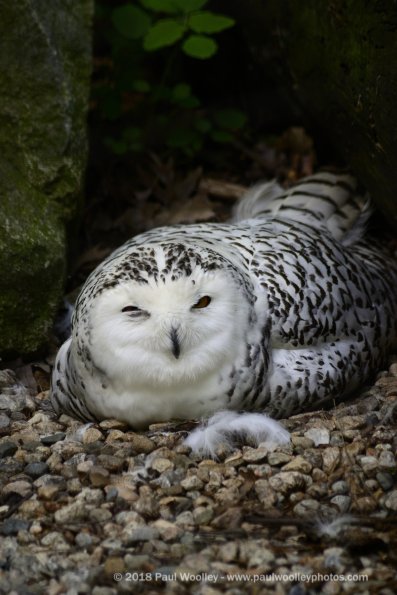 Snow owl trying to rest