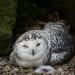 View the image: Snow owl trying to rest