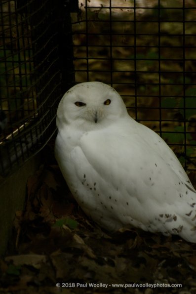 Snow owl unhappy