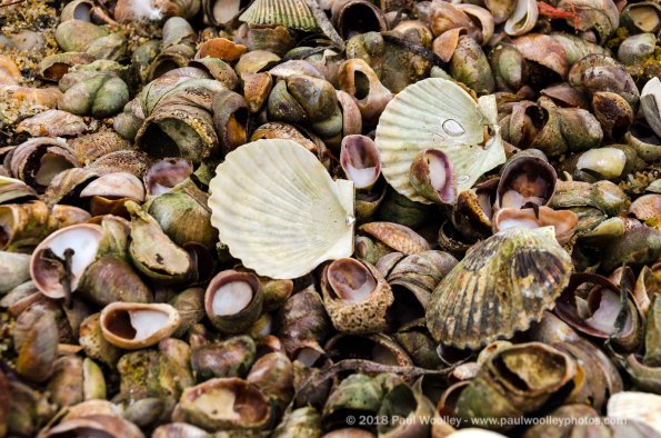 Shells on shells