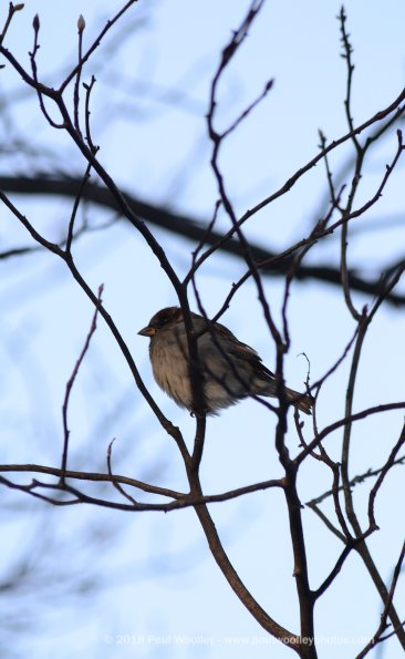Cold sparrow