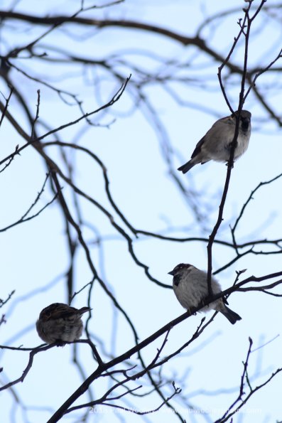 Trio of sparrows