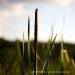 View the image: Lone cattail