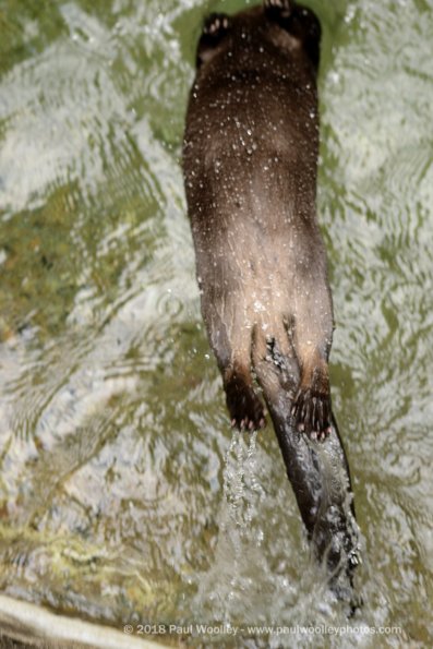 Otter doing backwards dives