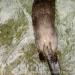 View the image: Otter doing backwards dives