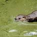 View the image: Otter swimming by