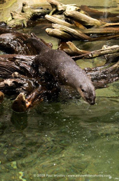 Otter taking a dive