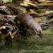 View the image: Otter taking a dive