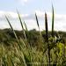 View the image: Reeds and sky