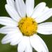 View the image: Summer daisy