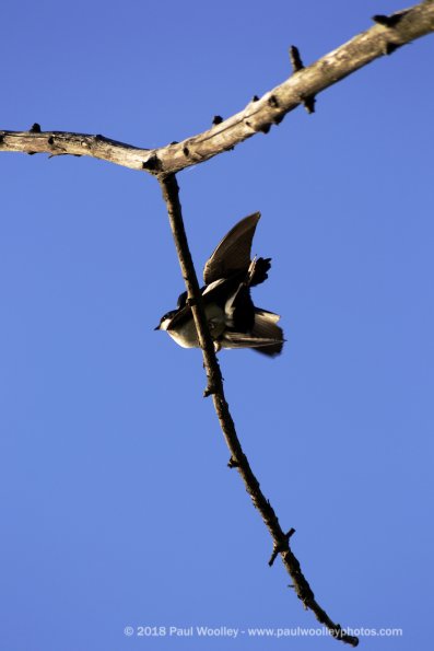 Swallows mating