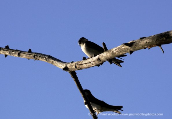 Swallows perching