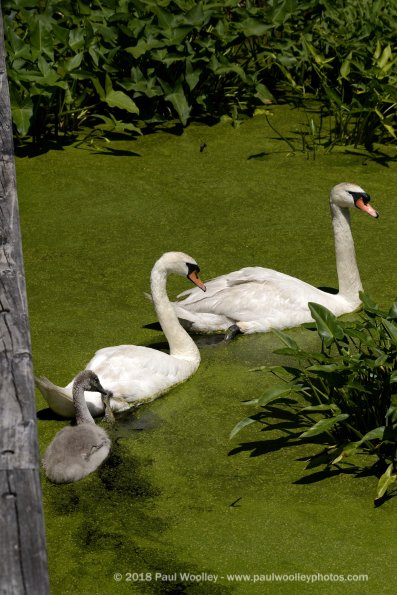 Swan family portrait