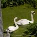View the image: Swan family portrait