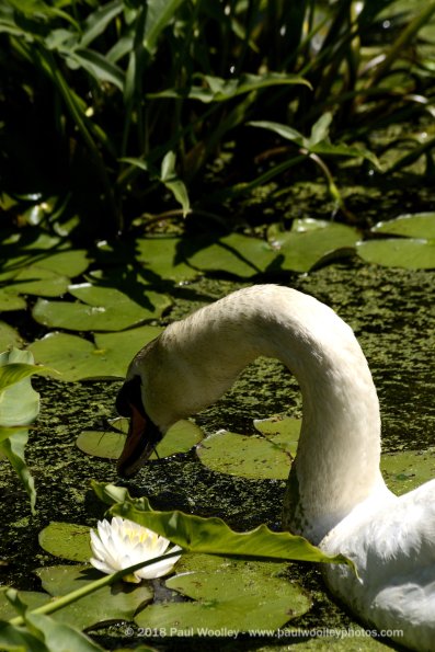 Swan looking for lunch