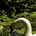 View the image: Swan looking for lunch