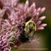View the image: Bumblebee visitor