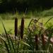 View the image: Cattail view