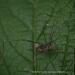 View the image: Harvestman