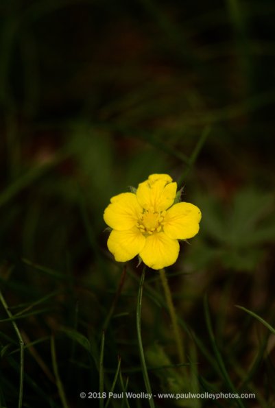 Tiny and yellow