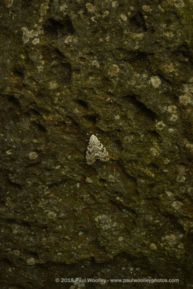 Spotted Moth