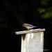 View the image: Bluebird house