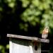 View the image: Bluebird waiting on her mate