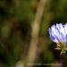 View the image: Chicory folding in
